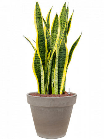 Sansevieria trifasciata 'Laurentii' 70 cm [1]
