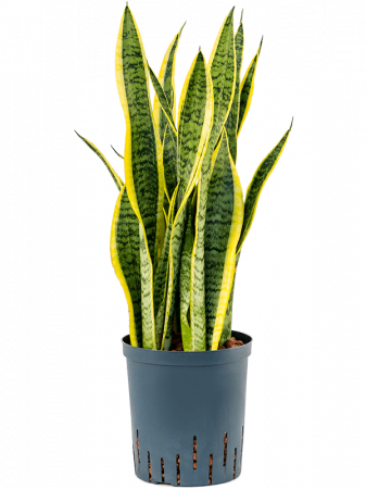 Plante Naturale - Sansevieria trifasciata 'Laurentii' 70 cm