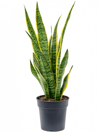Plante in ghiveci - Sansevieria trifasciata 'Laurentii' 80 cm