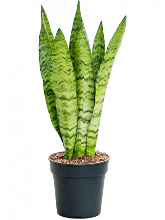 Plante Naturale - Sansevieria zeylanica 70 cm