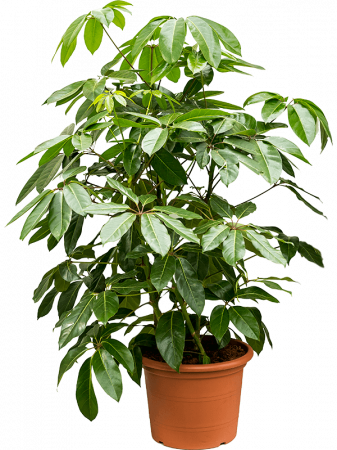 Plante Naturale - Schefflera actinophylla 'Amate' 160 cm