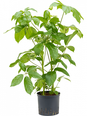 Plante Naturale - Schefflera actinophylla 'Amate' 80 cm