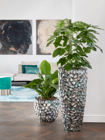 Schefflera actinophylla 'Amate' 80 cm [1]