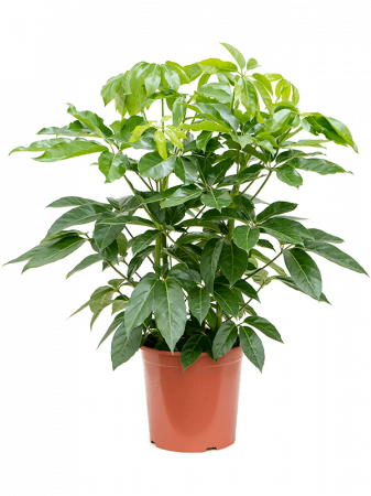 Plante Naturale - Schefflera actinophylla 'Amate' 100 cm