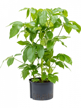 Plante Naturale - Schefflera actinophylla 'Amate' 80 cm