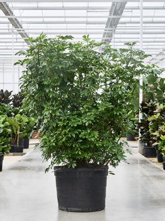 Plante naturale de interior - Schefflera arboricola 'Compacta' 200 cm