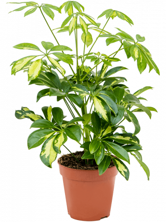 Schefflera arboricola 'Gerda' 6 buc/set 40 cm [1]