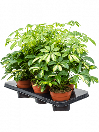 Plante Naturale - Schefflera arboricola 'Gerda' 6 buc/set 40 cm