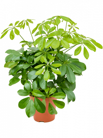 Schefflera arboricola 'Nora' 6 buc/set 45 cm [1]