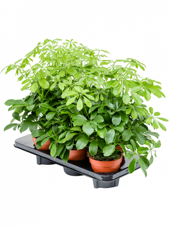 Plante Naturale - Schefflera arboricola 'Nora' 6 buc/set 45 cm