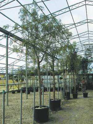 Arbori si arbusti naturali - Schinus Molle -Falso Pepe-