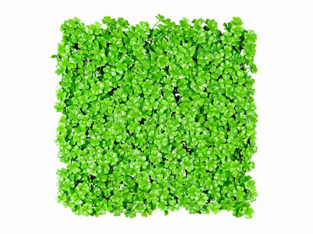 Panouri verzi artificiale - Sedum saxifraga