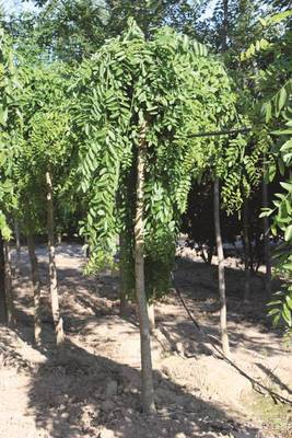 Arbori si arbusti naturali - Sophora Japonica Pendula