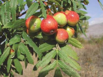 Arbori si arbusti naturali - Sorbus Domestica - Frutto