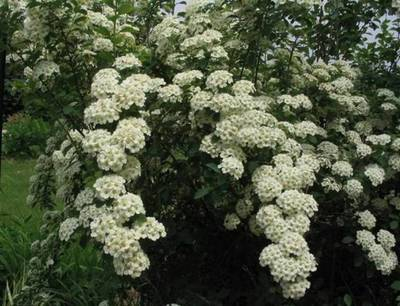 Arbori si arbusti naturali - Spiraea Vanhouttei