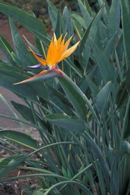 Plante Naturale - Strelitzia Nicolai