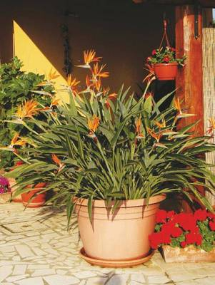 Plante Naturale - Strelitzia Reginae