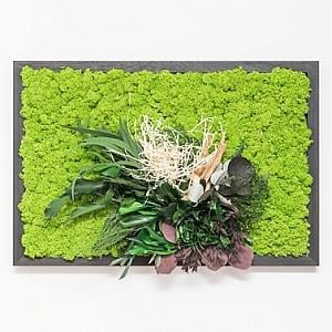 Tablouri cu licheni si plante stabilizate - Tablou BOSHOF