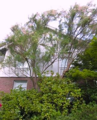 Plante Naturale - Tamarix Aestivalis (Ramosissima Rosea)