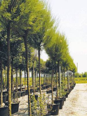 Plante naturale de exterior - Tamarix Gallica