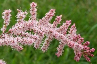 Plante naturale de exterior - Tamarix Tetrandra