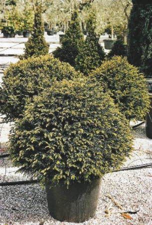 Plante Naturale - Taxus Baccata