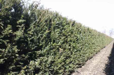 Taxus Baccata - Tisa [2]