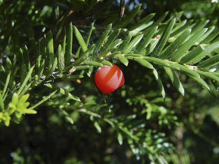 Taxus Baccata - Tisa [5]