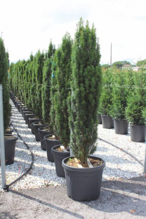 Plante Naturale - Taxus Baccata Fastigiata