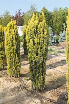 Plante Naturale - Taxus Baccata Fastigiata Aurea