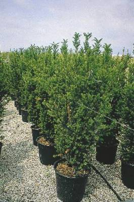 Arbori si arbusti naturali - Taxus Media Hicksii