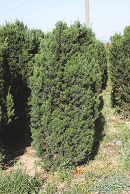 Arbori si arbusti naturali - Taxus Media Hillii