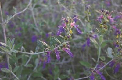 Plante Naturale - Teucrium Fruticans