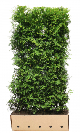 Plante pentru gard viu - Thuja Occidentalis Brabant - Tuia Brabant