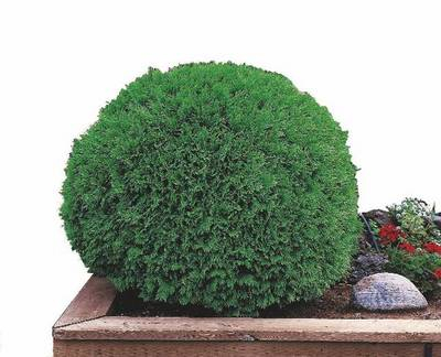 Plante Naturale - Thuja Occidentalis Danica