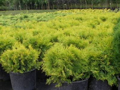 Plante Naturale - Thuja Occidentalis Golden Globe