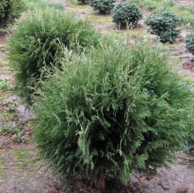 Plante Naturale - Thuja Occidentalis Little Champion