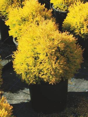 Arbori si arbusti naturali - Thuja Occidentalis Rheingold