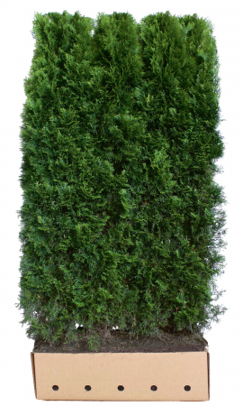 Plante pentru gard viu - Thuja Occidentalis Smaragd - Tuia Smaragd
