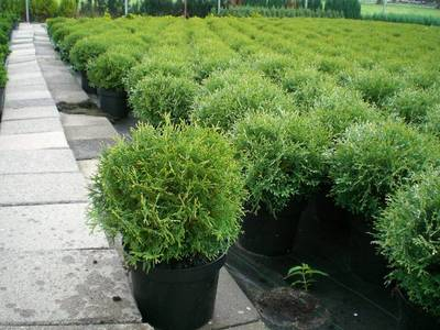 Plante Naturale - Thuja Occidentalis Tiny Tim