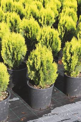 Arbori si arbusti naturali - Thuja Or. Compacta Aurea Nana