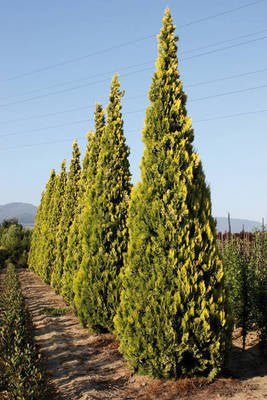 Plante Naturale - Thuja Or. Pyramidalis Aurea