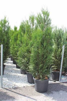 Plante Naturale - Thuja Plicata Atrovirens