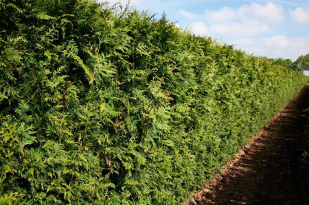 Thuja Plicata Martin - Tuia Martin [1]