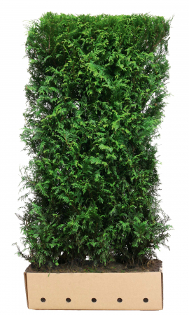 Plante pentru gard viu - Thuja Plicata Martin - Tuia Martin