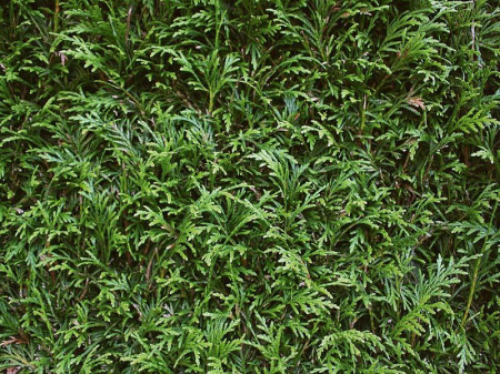 Thuja Plicata Martin - Tuia Martin [3]