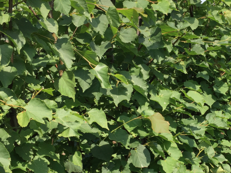 Tilia Cordata - Tei Pucios [3]