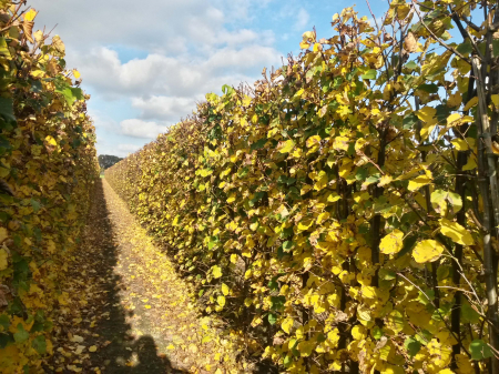 Tilia Cordata - Tei Pucios [2]