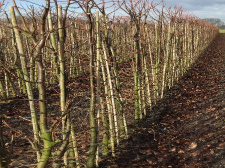 Tilia Cordata - Tei Pucios [4]