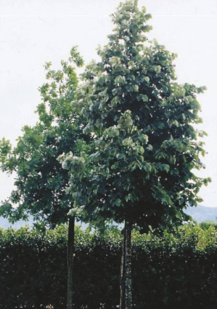Arbori si arbusti naturali - Tilia Tomentosa